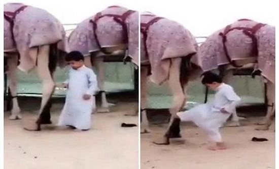 طفل يقترب من ناقة ويحاول استفزازها من الخلف.. شاهد: ردة فعلها العنيف! طفل يقترب من ناقة ويحاول استفزازها من الخلف.. شاهد: ردة فعلها العنيف!