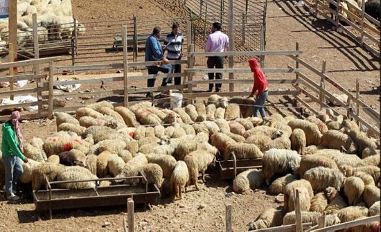 "الإدارة المحلية" تعمم بتكثيف الرقابة الصحية على المسالخ وحظائر الأضاحي "الإدارة المحلية" تعمم بتكثيف الرقابة الصحية على المسالخ وحظائر الأضاحي