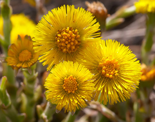 حشيشة السعال ممزوجة مسحوق عرق السوس والزعتر تعالج الكحة وتقشع البلغم