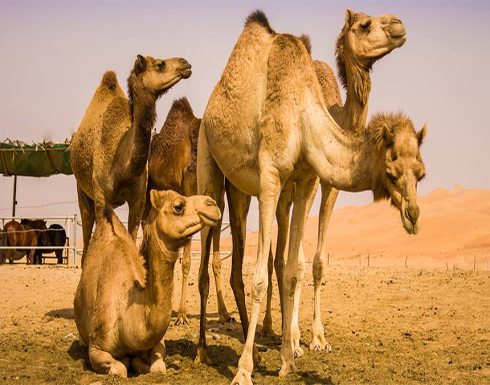 بسبب الاحتباس الحراري... أستراليا تقرر إعدام 10 آلاف جمل بسبب الاحتباس الحراري... أستراليا تقرر إعدام 10 آلاف جمل
