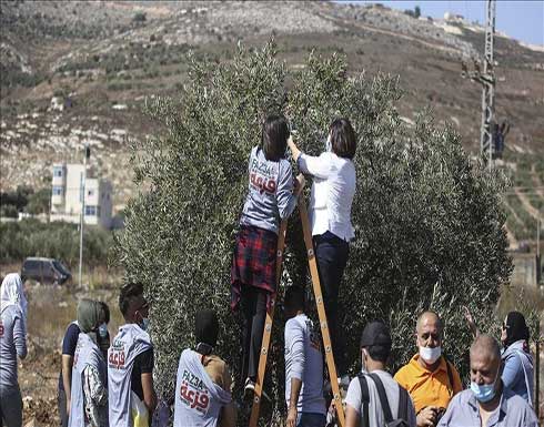 إصابة عشرات الفلسطينيين خلال قمع الاحتلال لمشاركين بقطف الزيتون إصابة عشرات الفلسطينيين خلال قمع الاحتلال لمشاركين بقطف الزيتون