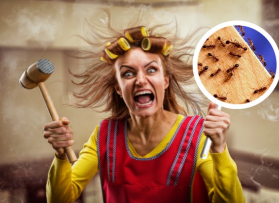 النمل ... مشكلة لها 5 حلول!