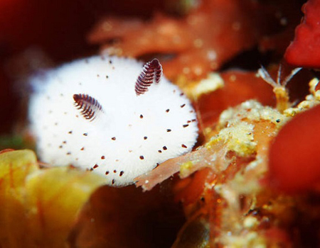 "أرنب البحر" الذي أفقد اليابانيين صوابهم!