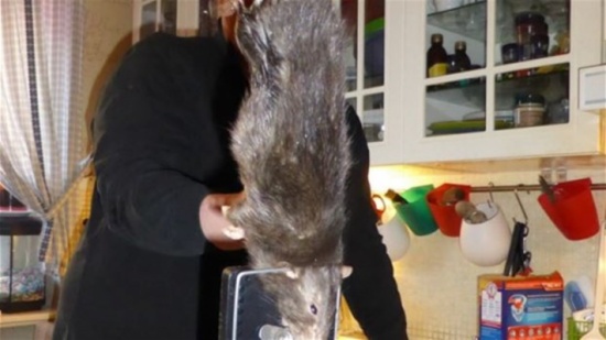 جرذ كبير يرعب عائلة وقطّها