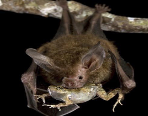 نداء تزاوج الضفادع… يمثل نهاية حياتها