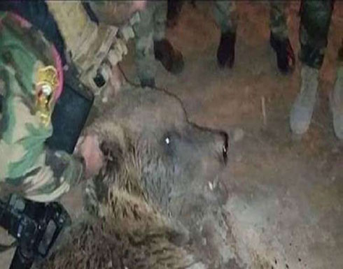 بالصور.. قوة عسكرية تقتل دبا هاربا غربي العراق بالصور.. قوة عسكرية تقتل دبا هاربا غربي العراق