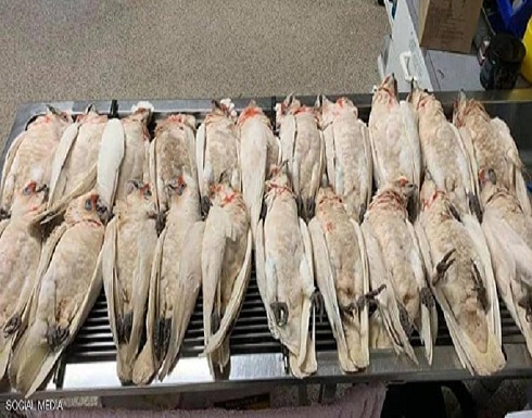 هلع في أستراليا.. "طيور تنزف" وتتساقط من السماء هلع في أستراليا.. "طيور تنزف" وتتساقط من السماء