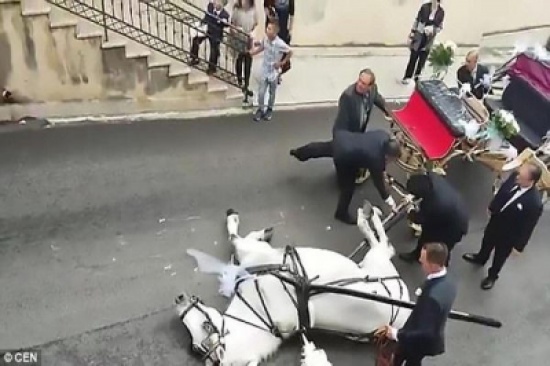 بالفيديو: حصان يفسد زفاف عروسين بسبب الوزن الزائد بالفيديو: حصان يفسد زفاف عروسين بسبب الوزن الزائد