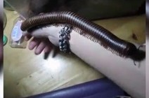 بالفيديو.. رجل يسمح لدودة عملاقة بالتسلق على ذراعه