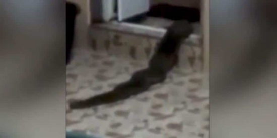 فيديو.. مخلوق مرعب يقتحم منزلاً في ماليزيا فيديو.. مخلوق مرعب يقتحم منزلاً في ماليزيا