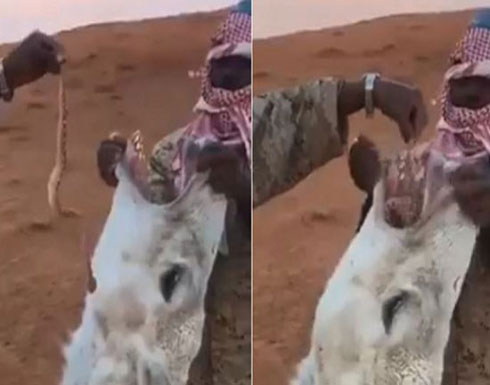 فيديو| رجلان يجبران جملاً على بلع أفعى حية ويشعلان غضب 'تويتر'!! فيديو| رجلان يجبران جملاً على بلع أفعى حية ويشعلان غضب 'تويتر'!!