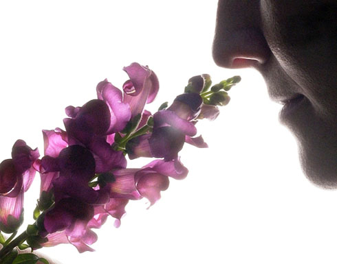 أنف الإنسان يمكنه تمييز أكثر من تريليون رائحة