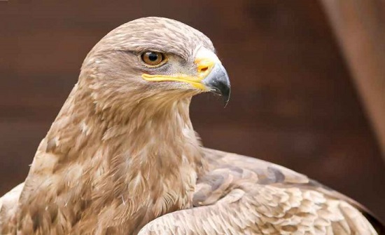 السعودية: بيع أغلى صقر “جير” في العالم بنحو نصف مليون دولار- (صورة) السعودية: بيع أغلى صقر “جير” في العالم بنحو نصف مليون دولار- (صورة)