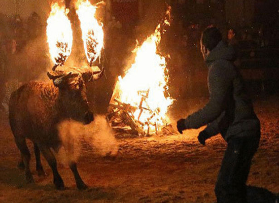 بالصور: في مشهد مرعب.. قرية اسبانية تحرق ثورا للاحتفال فقط!