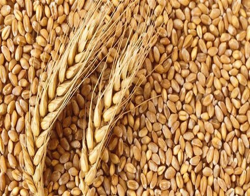 السعودية والإمارات تدعمان السودان بـ540 ألف طن من القمح السعودية والإمارات تدعمان السودان بـ540 ألف طن من القمح