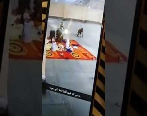 بالفيدبو : قرود تهاجم مدرسة وتشارك المعلمات الفطور بمكة بالفيدبو : قرود تهاجم مدرسة وتشارك المعلمات الفطور بمكة