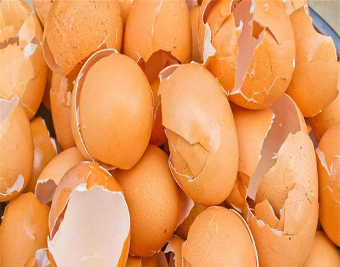 فائدة طبية رائعة لقشر البيض! فائدة طبية رائعة لقشر البيض!
