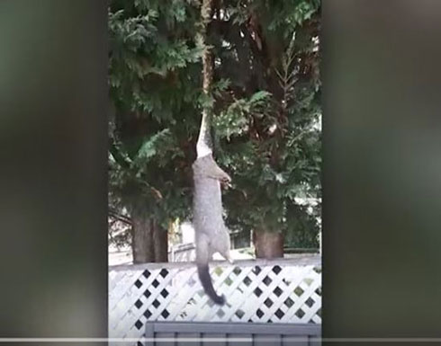 ثعبان يتدلى من شجرة لسحب فريسته في مشهد مرعب (فيديو) ثعبان يتدلى من شجرة لسحب فريسته في مشهد مرعب (فيديو)