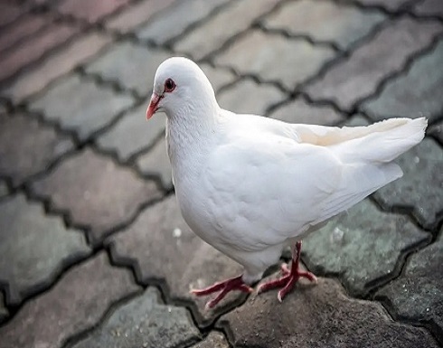 ضجة حول قيام طالب عراقي بقطع رأس حمامة "بيده" أمام زملائه ضجة حول قيام طالب عراقي بقطع رأس حمامة "بيده" أمام زملائه