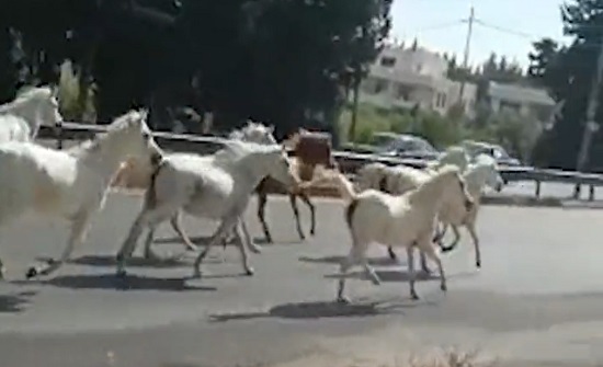فيديو .. الأردن : هروب خيول الى الشوراع اثر حريق شب في منطقة حرجية فيديو .. الأردن : هروب خيول الى الشوراع اثر حريق شب في منطقة حرجية