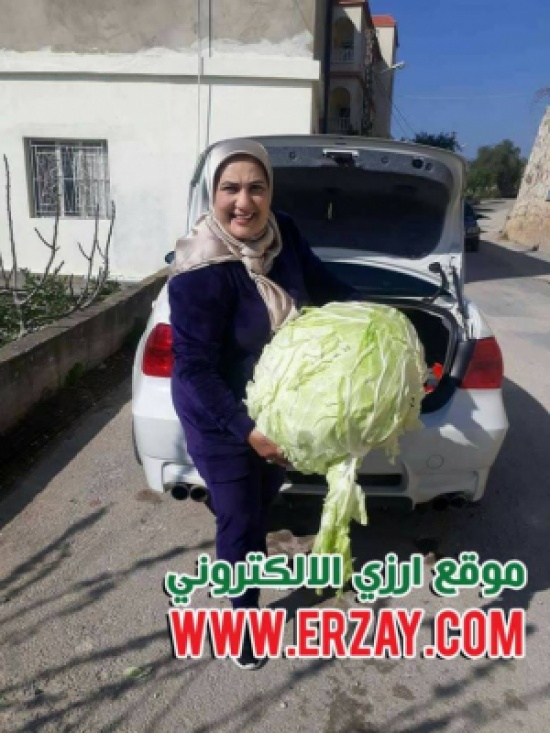 ملفوفة تزن 15 كيلو غرام في الزرارية ملفوفة تزن 15 كيلو غرام في الزرارية