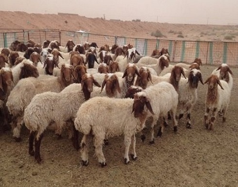 زيادة الطلب على الأغنام الأردنية في الخليج زيادة الطلب على الأغنام الأردنية في الخليج