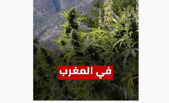 شاهد : المغرب يسمح بزراعة " الحشيش " رسميا شاهد : المغرب يسمح بزراعة " الحشيش " رسميا