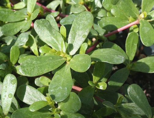 دراسة : اوراق " الرجلة "غنية بالعناصر الغذائية الصحية وضرورية في أطباقنا