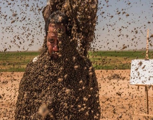 صور مخيفة : سعودي يحاول كسر رقم غينيس بـ"عباءة نحل" صور مخيفة : سعودي يحاول كسر رقم غينيس بـ"عباءة نحل"