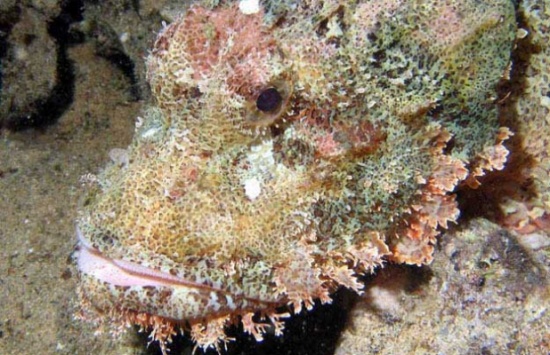 السمكة الصخرية: قاتلة محترفة والأقوى سما في العالم