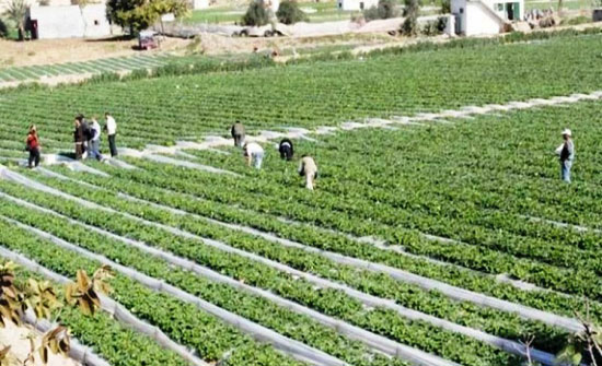 إعفاء المزارعين الذين تقل مبيعاتهم عن مليون دينار من ضريبة الدخل إعفاء المزارعين الذين تقل مبيعاتهم عن مليون دينار من ضريبة الدخل