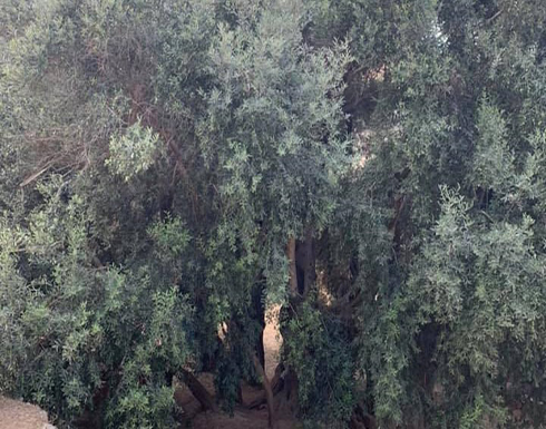 أقدم شجرة زيتون بالعالم.. وحكاية الحق الفلسطيني المسلوب (صور)