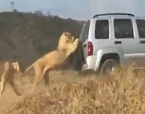 أسد كسول يركب سيارة من الخلف لنقله (فيديو) أسد كسول يركب سيارة من الخلف لنقله (فيديو)