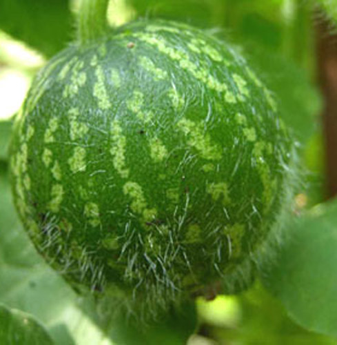 بحث علمي : الحنظل  بديل طبيعي لعلاج مرض السكر