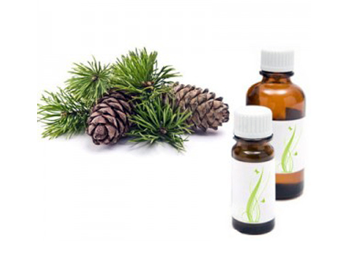 الصنوبر يفيد في معالجة امراض الكبد و الريقان ويعالج حالات القصبات الهوائية