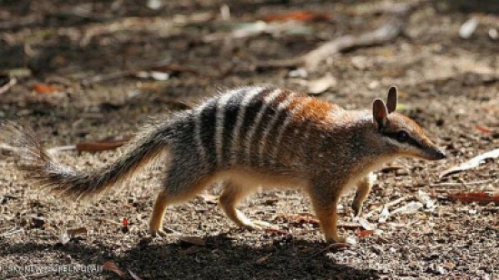 14ساعة معاشرة مستمرة تنتهي بموت الذكر