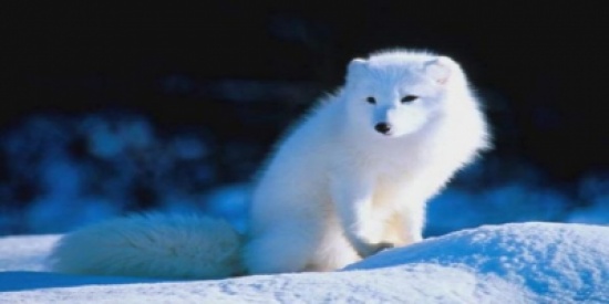 تعاون نرويجي سويدي لإنقاذ الثعلب القطبي