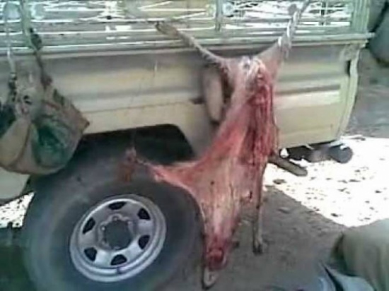 فيديو| شاهد كيف يسلخون و يأكلون لحم الضبع في السعودية!