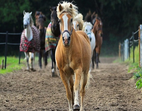 بالفيديو: رغم بتر 3 من أطرافها.. أميركية تمارس رياضة ركوب الخيل