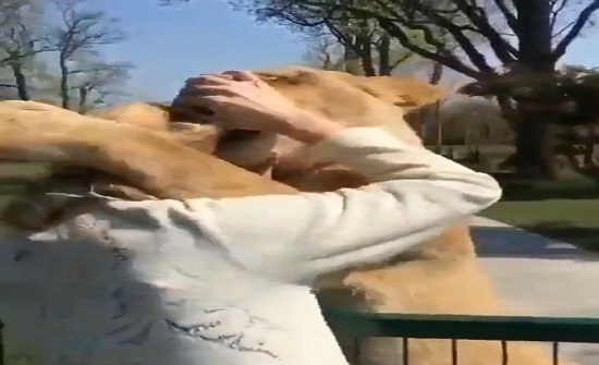 مشهد ولا أروع.. أسدان يحتضنان امرأة بعد فراق 7 سنوات