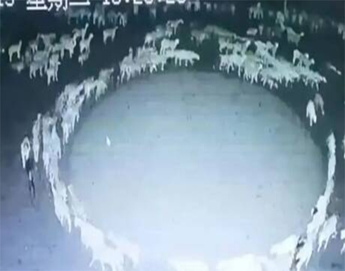 بالفيديو.. قطيع أغنام في الصين يسير دائريا منذ أسبوعين بالفيديو.. قطيع أغنام في الصين يسير دائريا منذ أسبوعين