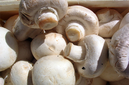 فطر عيش الغراب يفيد في علاج الأورام ومرض نقص المناعة