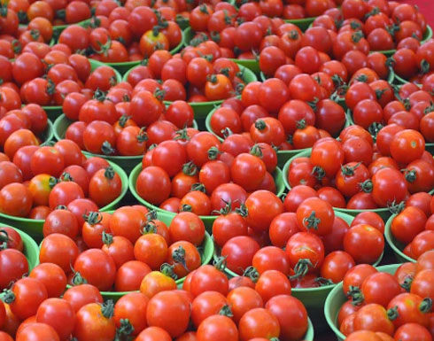 الطماطم تعزز خصوبة الرجال بنسبة 70% الطماطم تعزز خصوبة الرجال بنسبة 70%