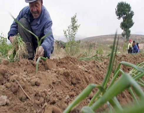 "فئران الجفاف" تكبّد الصين خسائر فادحة "فئران الجفاف" تكبّد الصين خسائر فادحة