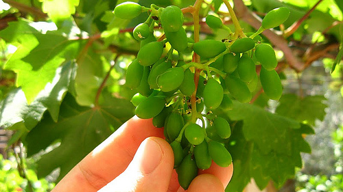 ما هي فوائد الحصرم الصحية ؟