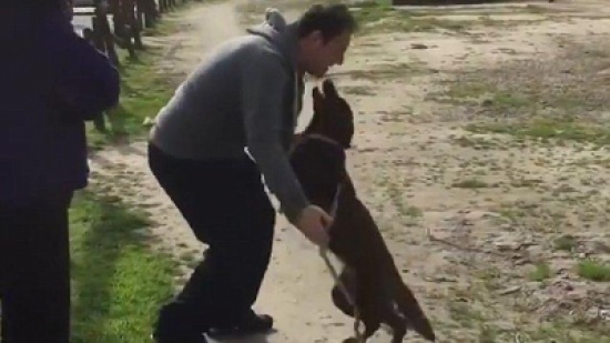 بالفيديو.. مشهد مؤثر لكلب يلتقي صاحبه بعد غياب طويل! بالفيديو.. مشهد مؤثر لكلب يلتقي صاحبه بعد غياب طويل!