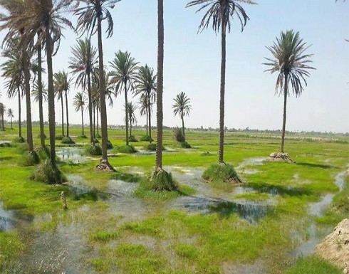 حظر الزراعة.. فلاحو العراق في محنة الجفاف حظر الزراعة.. فلاحو العراق في محنة الجفاف