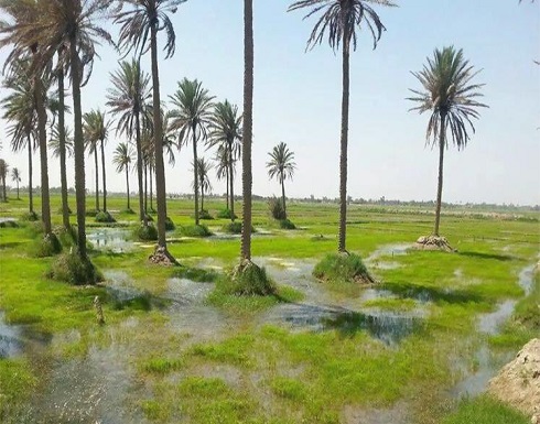 حظر الزراعة.. فلاحو العراق في محنة الجفاف