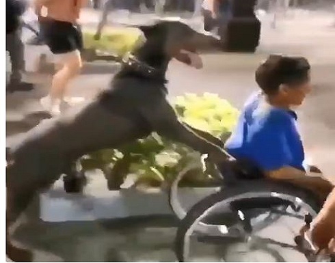 كلب يدفع عربة صاحبه المشارك بمظاهرات امريكا ... شاهد كلب يدفع عربة صاحبه المشارك بمظاهرات امريكا ... شاهد