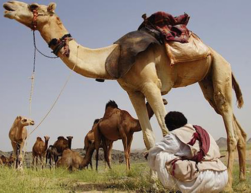 في السعودية: "فوبيا" كورونا وصلت إلى حليب الإبل